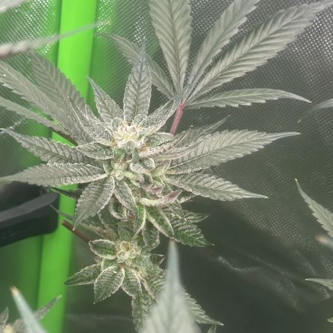 MiscxLAZ #27 C 39g growlog timeline photo