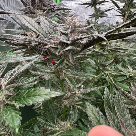 MiscxLAZ #22 C 42.33g growlog timeline photo