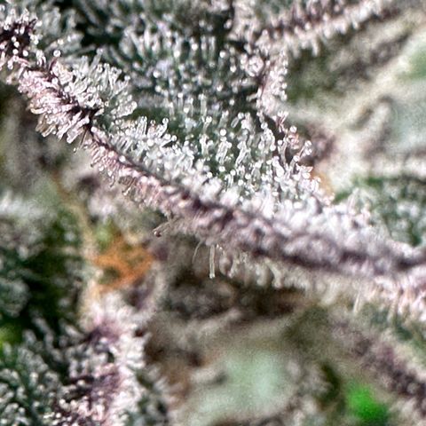 MiscxLAZ #22 C 42.33g growlog timeline photo