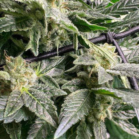 Fuel D.OG #2 Female 49.44g M growlog timeline photo