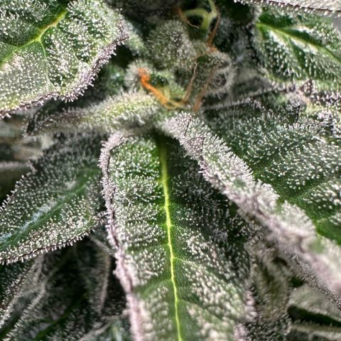 MiscxLAZ 5-4 34.63g growlog timeline photo