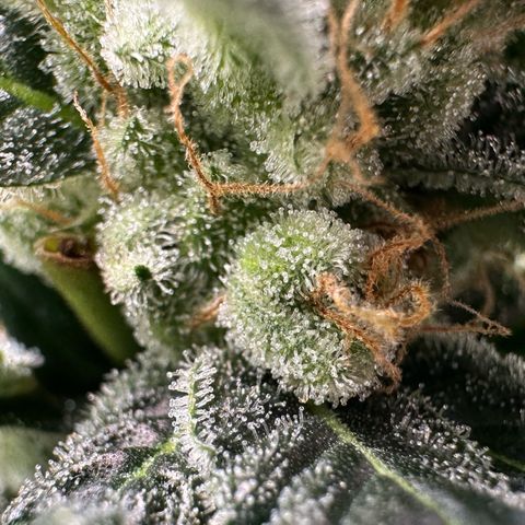 Fuel D.OG #2 Female 49.44g M growlog timeline photo