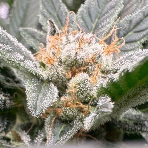 Fuel D.OG #2 Female 49.44g M growlog timeline photo