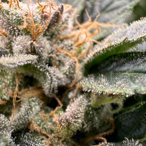 Fuel D.OG #2 Female 49.44g M growlog timeline photo