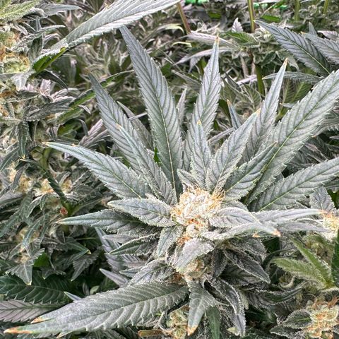 Fuel D.OG #2 Female 49.44g M growlog timeline photo