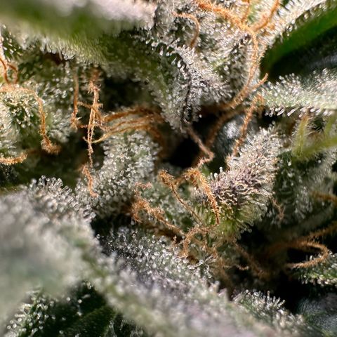 Fuel D.OG #2 Female 49.44g M growlog timeline photo
