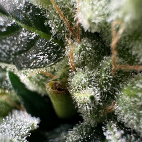 Fuel D.OG #2 Female 49.44g M growlog timeline photo