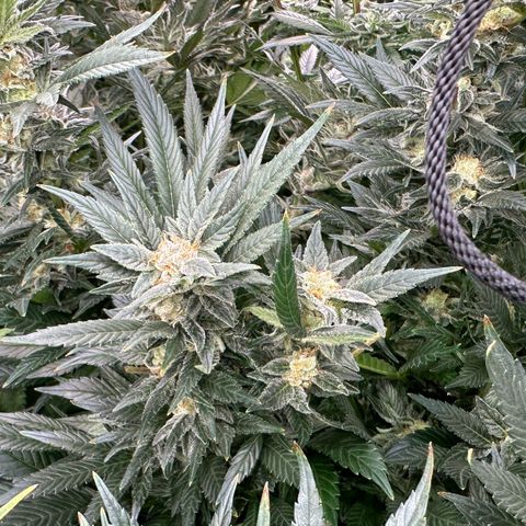 Fuel D.OG #2 Female 49.44g M growlog timeline photo