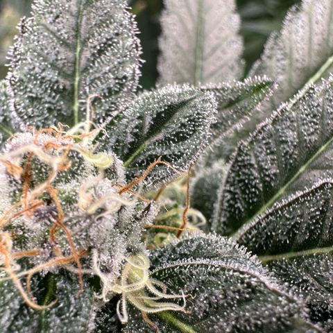 CxLAZ #31 C growlog timeline photo