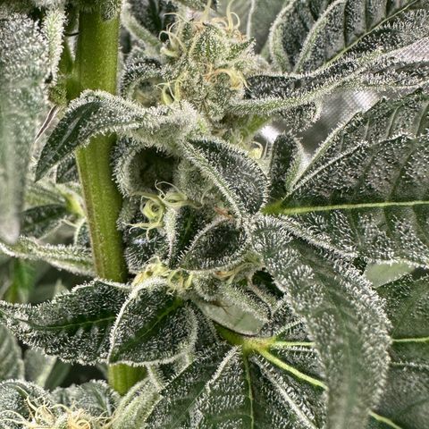 CxLAZ #31 C growlog timeline photo