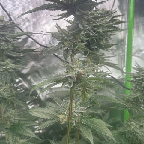 MiscxLAZ 5-4 34.63g growlog timeline photo