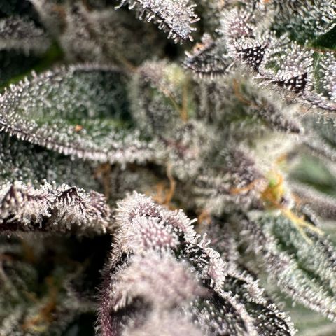 MiscxLAZ #22 C 42.33g growlog timeline photo