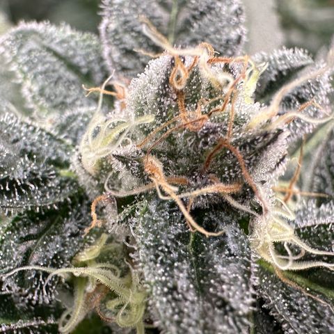 CxLAZ #31 C growlog timeline photo