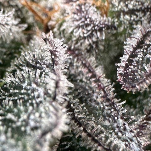 MiscxLAZ #22 C 42.33g growlog timeline photo