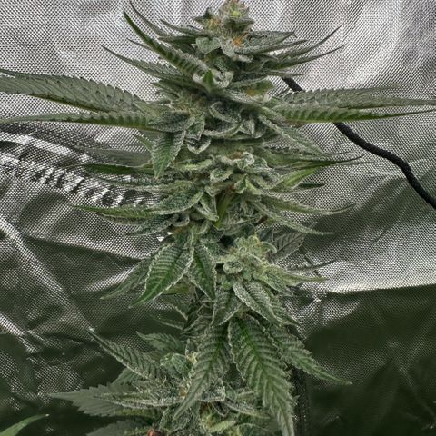 MiscxLAZ 5-4 34.63g growlog timeline photo