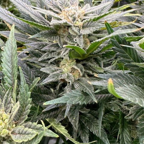 Fuel D.OG #2 Female 49.44g M growlog timeline photo