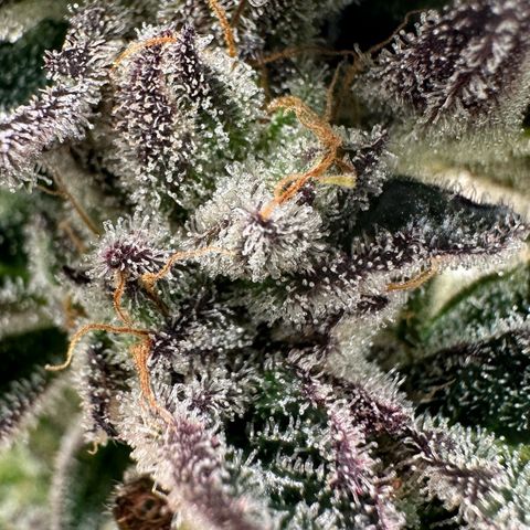 MiscxLAZ #22 C 42.33g growlog timeline photo