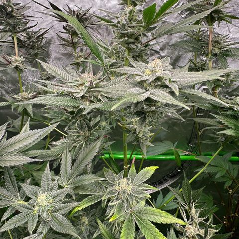 CxLAZ #31 C growlog timeline photo