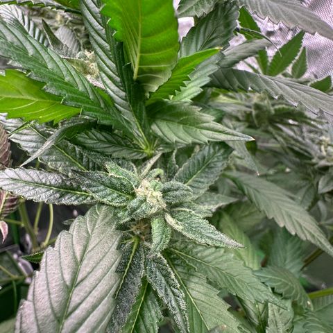 MiscxLAZ 5-4 34.63g growlog timeline photo