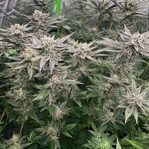 MiscxLAZ #22 C 42.33g growlog timeline photo