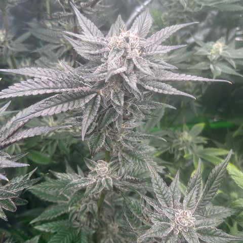 MiscxLAZ #22 C 42.33g growlog timeline photo
