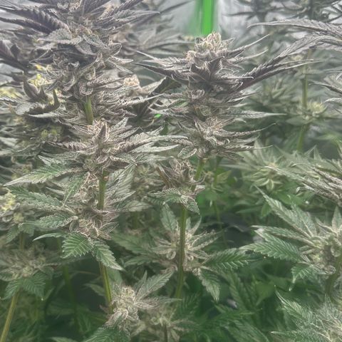 MiscxLAZ #22 C 42.33g growlog timeline photo