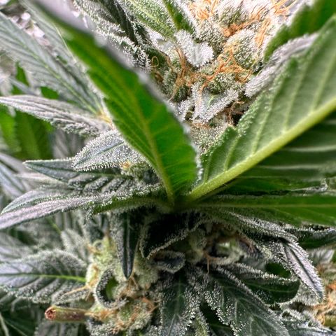 Fuel D.OG #2 Female 49.44g M growlog timeline photo