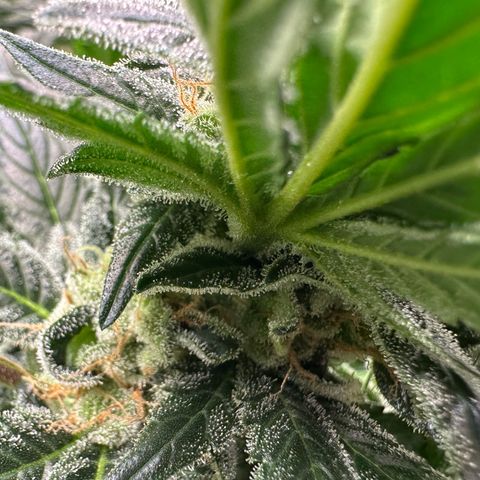 Fuel D.OG #2 Female 49.44g M growlog timeline photo