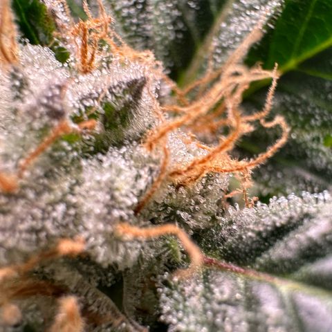 Fuel D.OG #2 Female 49.44g M growlog timeline photo