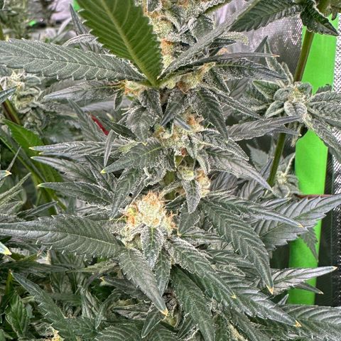 Fuel D.OG #2 Female 49.44g M growlog timeline photo