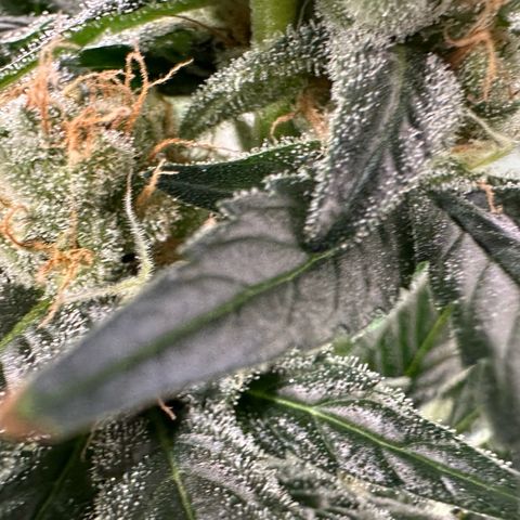 Fuel D.OG #2 Female 49.44g M growlog timeline photo