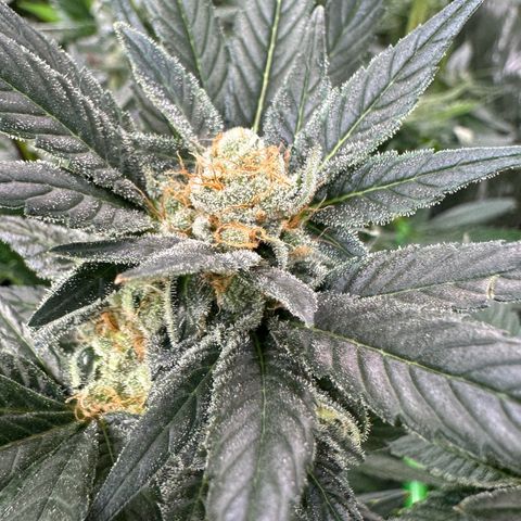 Fuel D.OG #2 Female 49.44g M growlog timeline photo