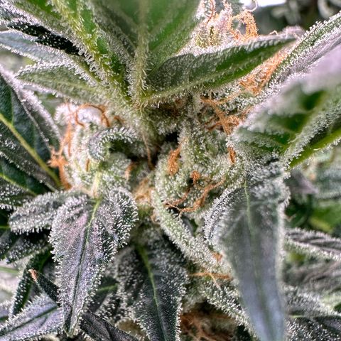 Fuel D.OG #2 Female 49.44g M growlog timeline photo