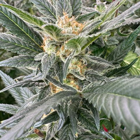 Fuel D.OG #2 Female 49.44g M growlog timeline photo
