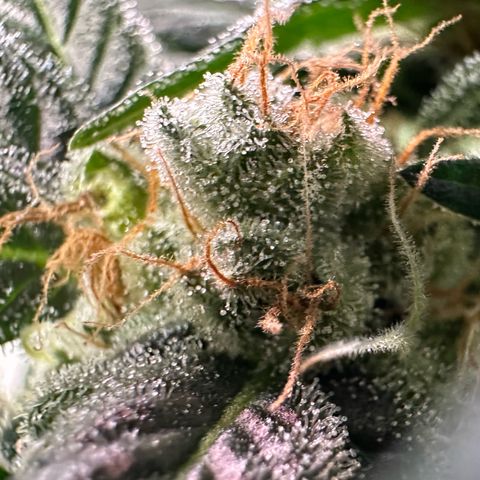 Fuel D.OG #2 Female 49.44g M growlog timeline photo