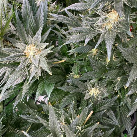 Fuel D.OG #2 Female 49.44g M growlog timeline photo