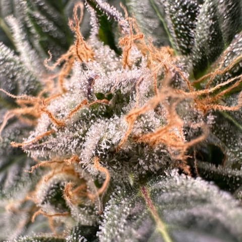 Fuel D.OG #2 Female 49.44g M growlog timeline photo