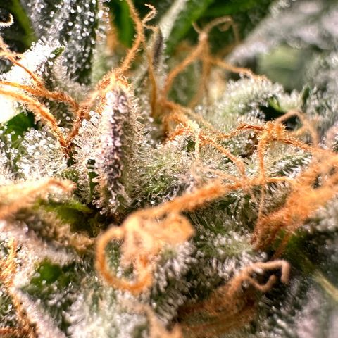 Fuel D.OG #2 Female 49.44g M growlog timeline photo