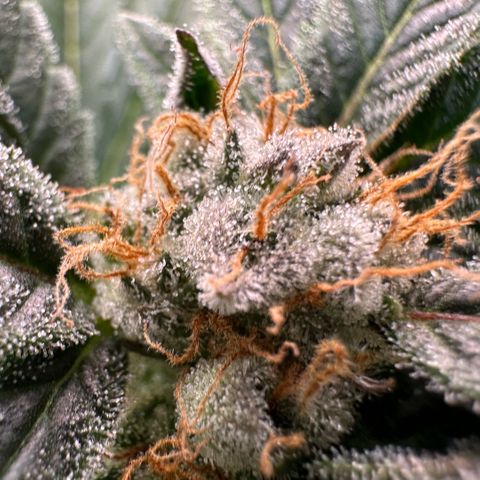 Fuel D.OG #2 Female 49.44g M growlog timeline photo