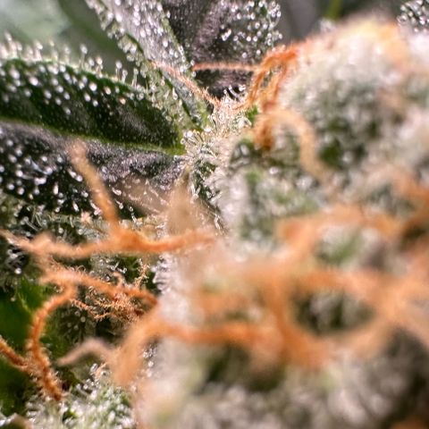 Fuel D.OG #2 Female 49.44g M growlog timeline photo