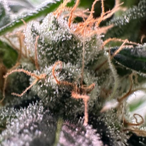 Fuel D.OG #2 Female 49.44g M growlog timeline photo