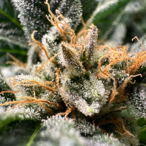 Fuel D.OG #2 Female 49.44g M growlog timeline photo