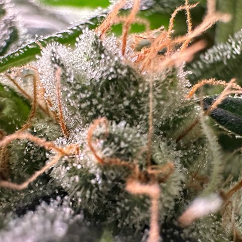 Fuel D.OG #2 Female 49.44g M growlog timeline photo