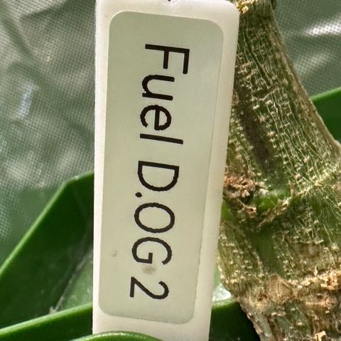 Fuel D.OG #2 Female 49.44g M growlog timeline photo