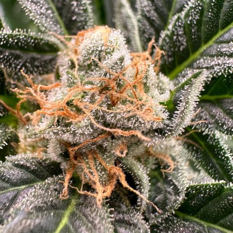 Fuel D.OG #2 Female 49.44g M growlog timeline photo