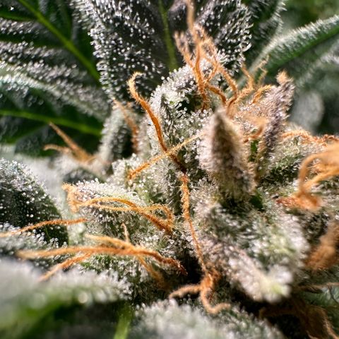 Fuel D.OG #2 Female 49.44g M growlog timeline photo