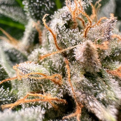 Fuel D.OG #2 Female 49.44g M growlog timeline photo
