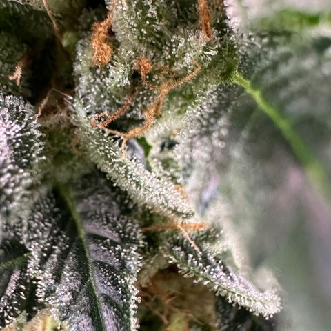 Fuel D.OG #2 Female 49.44g M growlog timeline photo