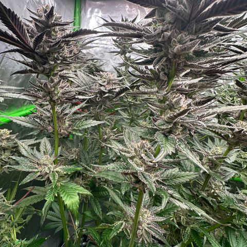MiscxLAZ #22 C 42.33g growlog timeline photo