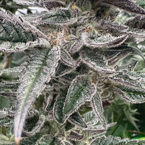 MiscxLAZ #22 C 42.33g growlog timeline photo